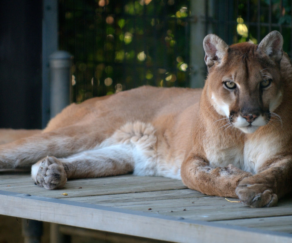 Śląskie: Groźna PUMA miała trafić do zoo, ale uciekła! ALARM i pilne poszukiwania!
