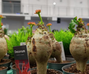 Festiwal Roślin w Enea Arenie