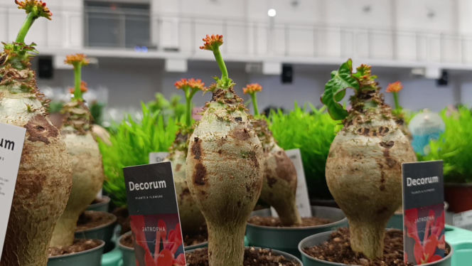 Festiwal Roślin w Enea Arenie