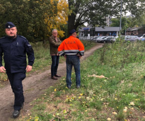 Radiowóz potrącił PSA. SKANDAL w Łodzi