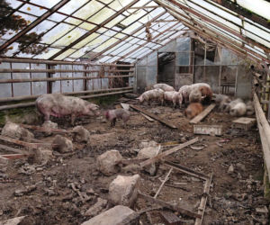 HORROR pod Krakowem. Zwierzęta jadły się nawzajem z głodu