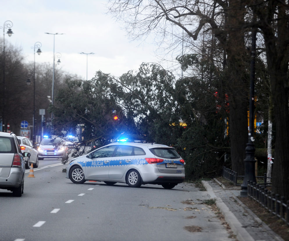 Warszawa: Al Ujazdowskie, potężne drzewo spadło na autobus i zablokowało ulicę