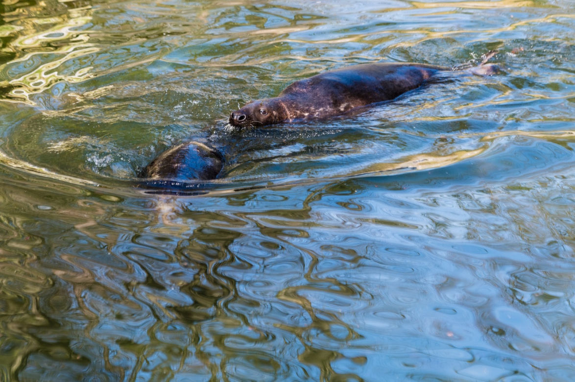 Koronawirus w Trójmieście. Zwierzęta z zoo tęsknią za ludźmi