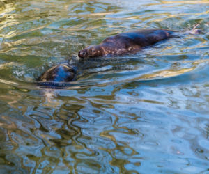 Koronawirus w Trójmieście. Zwierzęta z zoo tęsknią za ludźmi