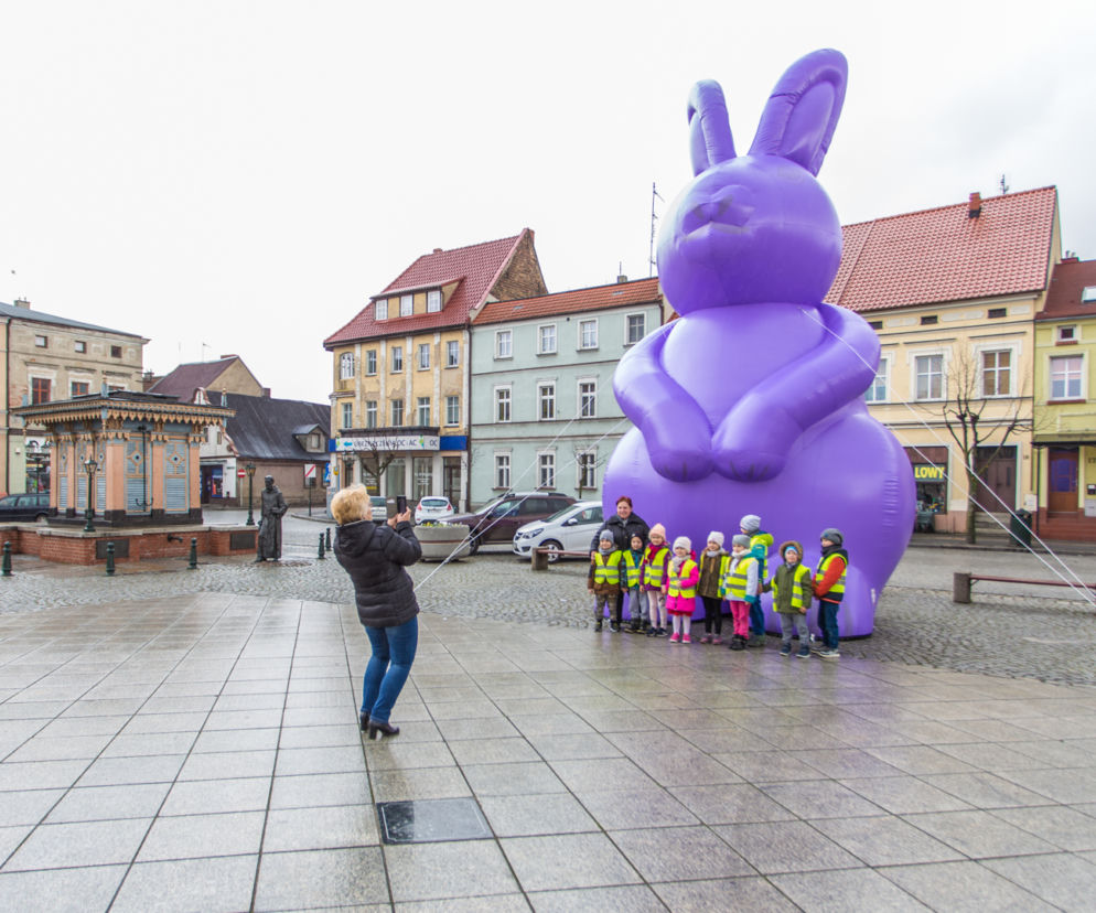 Zając Starego Browaru widziany w Grodzisku Wielkopolskim