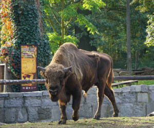 Weekendowe atrakcje we wrocławskim zoo: Dzień Wilka i charytatywny Dziki Bieg