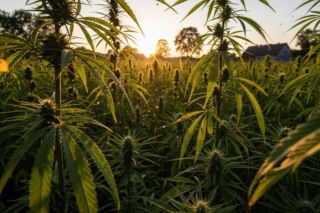 Uprawa konopi włóknistych z umową kontraktacyjną. To może być jeden z prostszych sposobów na duży zysk