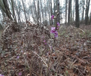 W lasach w okolicy Olsztyna widać znaki nadchodzącej wiosny