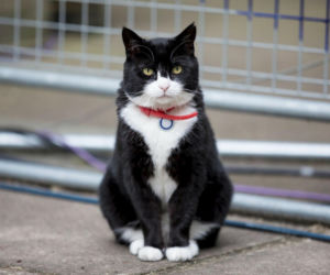 Nie żyje najsłynniejszy koci dyplomata. Palmerston służył Jego Królewskiej Mości, zmarł na Bermudach