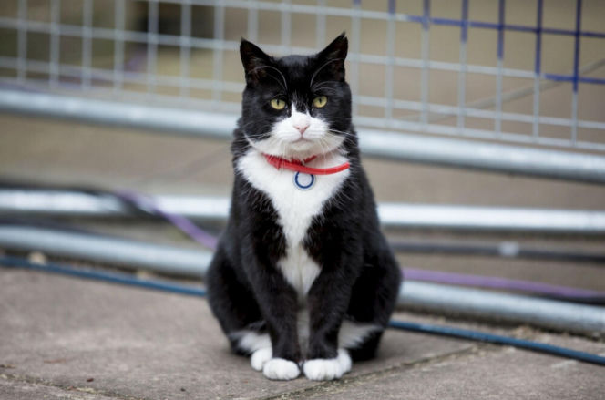 Nie żyje najsłynniejszy koci dyplomata. Palmerston służył Jego Królewskiej Mości, zmarł na Bermudach