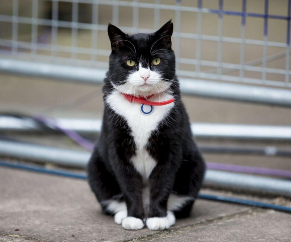 Nie żyje najsłynniejszy koci dyplomata. Palmerston służył Jej Królewskiej Mości, zmarł na Bermudach 