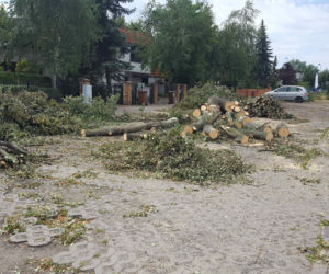 Były starsze od niejednego mieszkańca Leszna.  Z ul. Szybowników znikają dorodne lipy