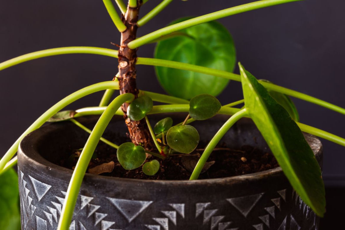 Pilea - pieniążek
