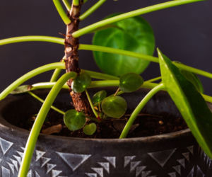 Pilea - pieniążek