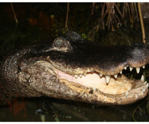 Aligator missisipijski