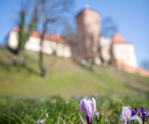 Eksplozja wiosny w Krakowie. Pod Wawelem zakwitły krokusy!