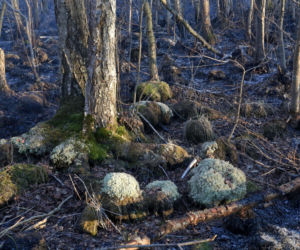 Biebrzański Park Narodowy UGASZONY. Zobacz, jakie zniszczenia spowodował ogień