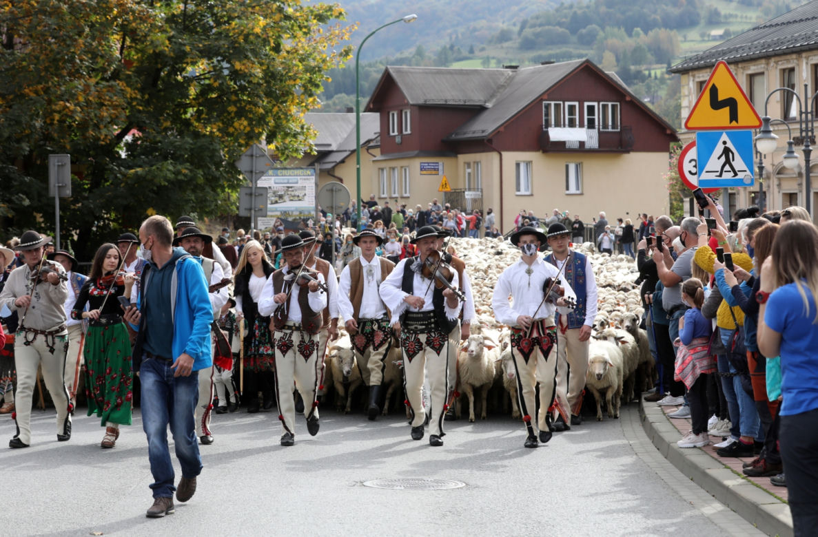 Jesienny redyk owiec w Szczawnicy