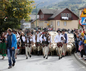 Jesienny redyk owiec w Szczawnicy