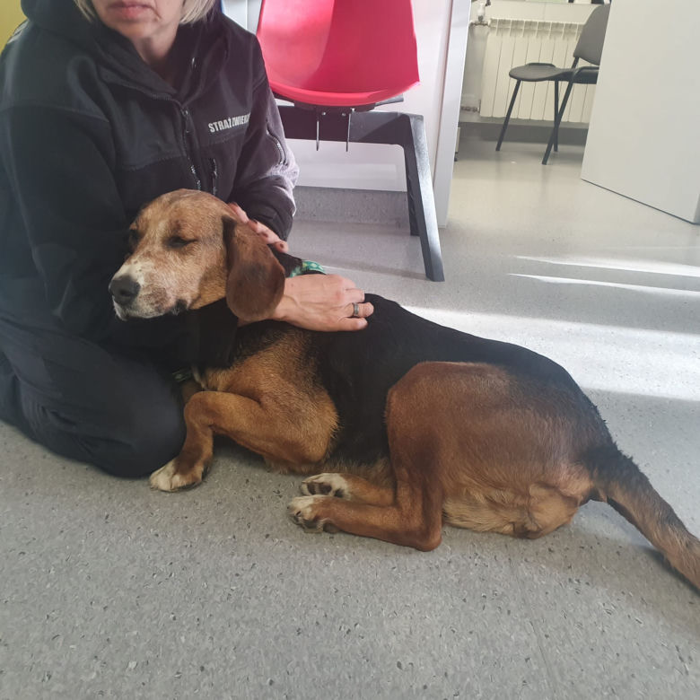 Ofiara zoofila trafiła pod opiekę wolontariuszy