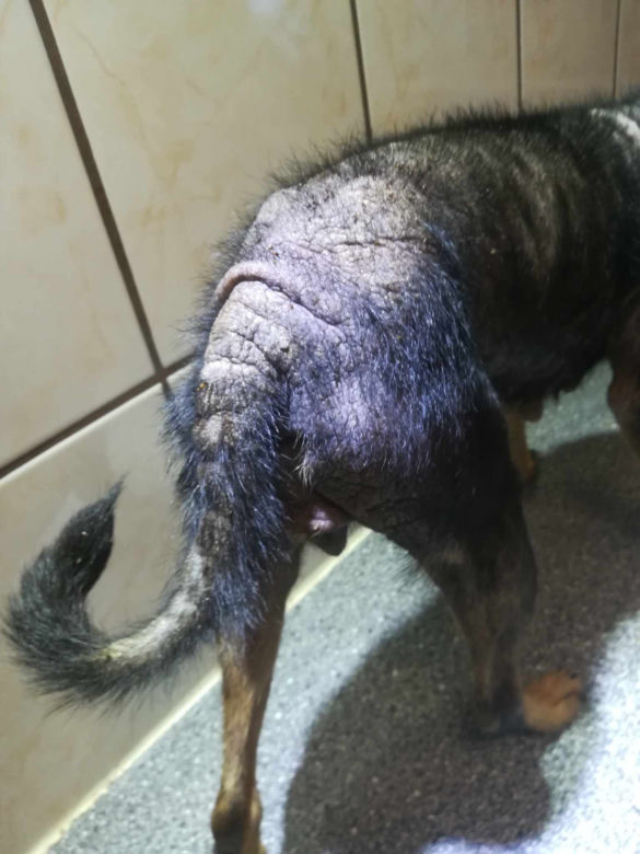 Inspektorzy OTOZ Animals w Bielsku-Białej odebrali osiem skrajnie zaniedbanych psów