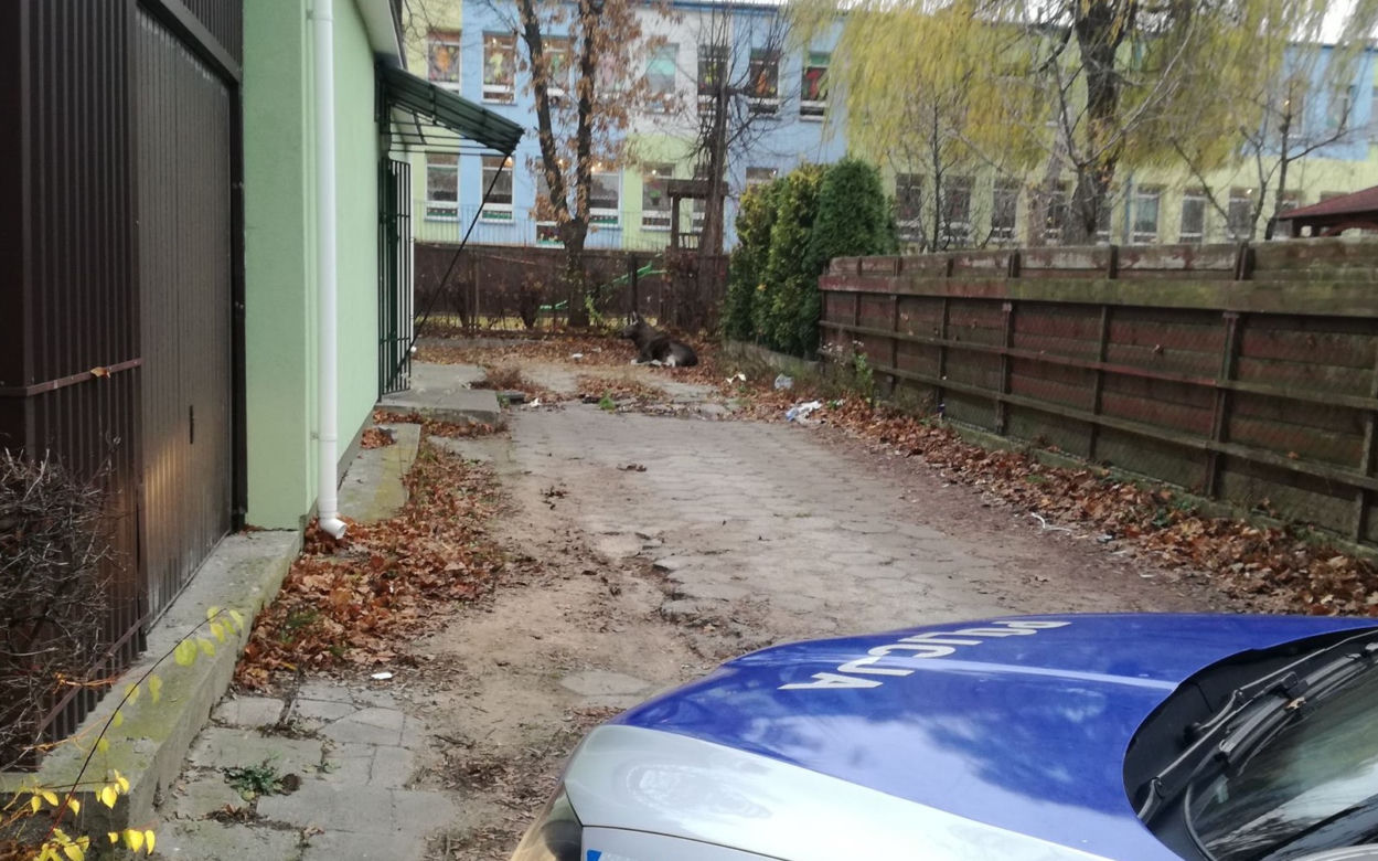 Mońki: Od rana po mieście biega łoś. Położył się za sklepem