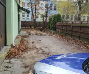 Mońki: Od rana po mieście biega łoś. Położył się za sklepem