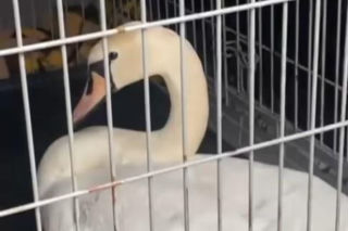 Łabędź wylądował na autostradzie i sparaliżował ruch