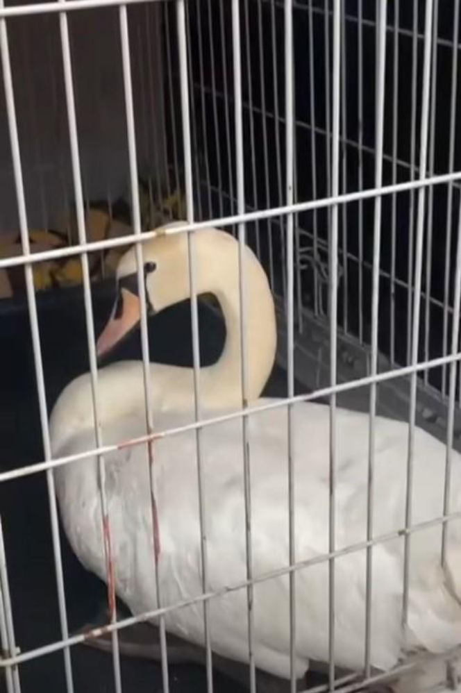 Łabędź wylądował na autostradzie i sparaliżował ruch