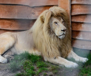 Nie żyje Sahim, najstarszy biały lew w Polsce. Ukochany król sawanny