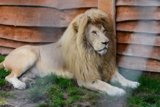 Nie żyje Sahim, najstarszy biały lew w Polsce. Ukochany król sawanny