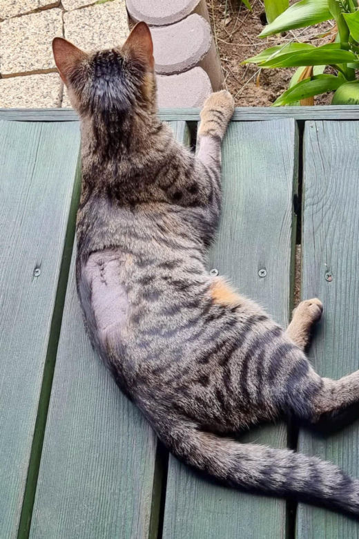 Koci snajper strzelał do Kitki