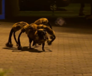 SA Wardega - Mutant Giant Spider Dog