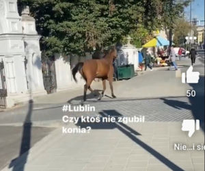 Wakara galopowała przez centrum Lublina! Ludzie byli w szoku
