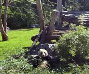 Pandy ZOO Berlin