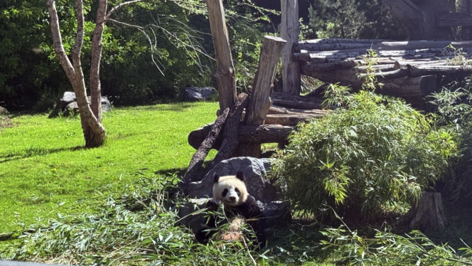 Pandy ZOO Berlin