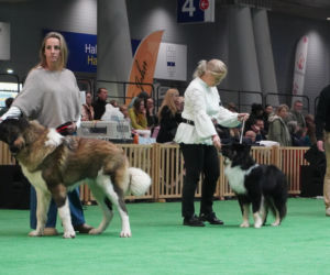 Międzynarodowa Wystawa Psów Rasowych Duo Cacib Kielce 2025