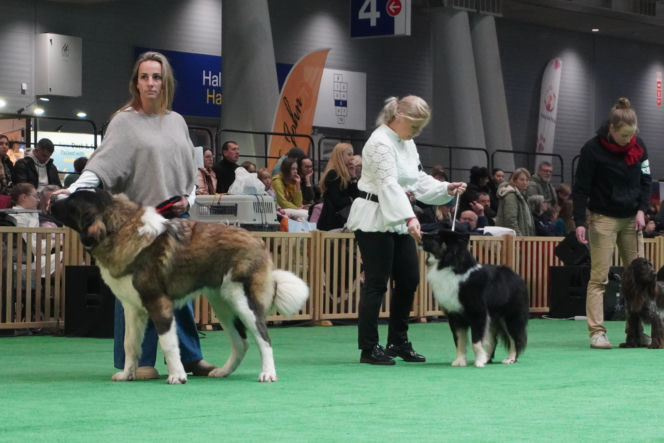 Międzynarodowa Wystawa Psów Rasowych Duo Cacib Kielce 2025