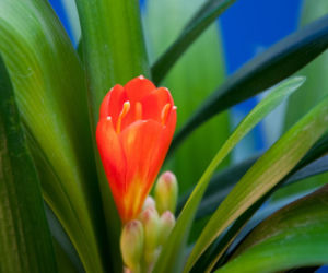 Kliwia pomarańczowa