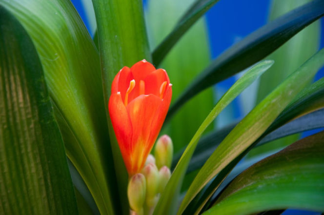 Kliwia pomarańczowa