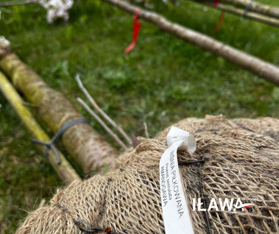 Dzień Ziemi w Iławie: Zielono w przedszkolu, zielono przy iławskich chodnikach i ulicach