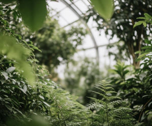 Dżungla 360 w Botaniku. Czy miasto zapomniało o głosie łodzian?