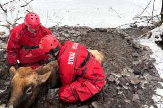 Krowa omal nie utonęła w bagnie. Z pomocą ruszyli strażacy