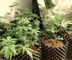 Bydgoszczanin zatrzymany za posiadanie narkotyków. W jego mieszkaniu znaleziono ponad kilogram marihuany! [ZDJĘCIA]