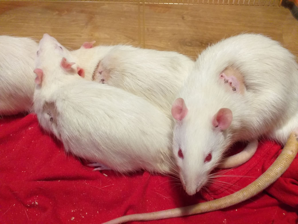 Zwierzęta laboratoryjne do adopcji