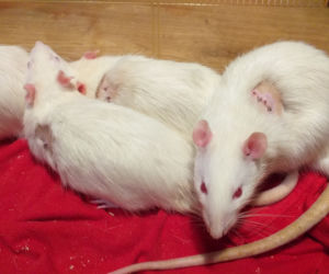 Zwierzęta laboratoryjne do adopcji