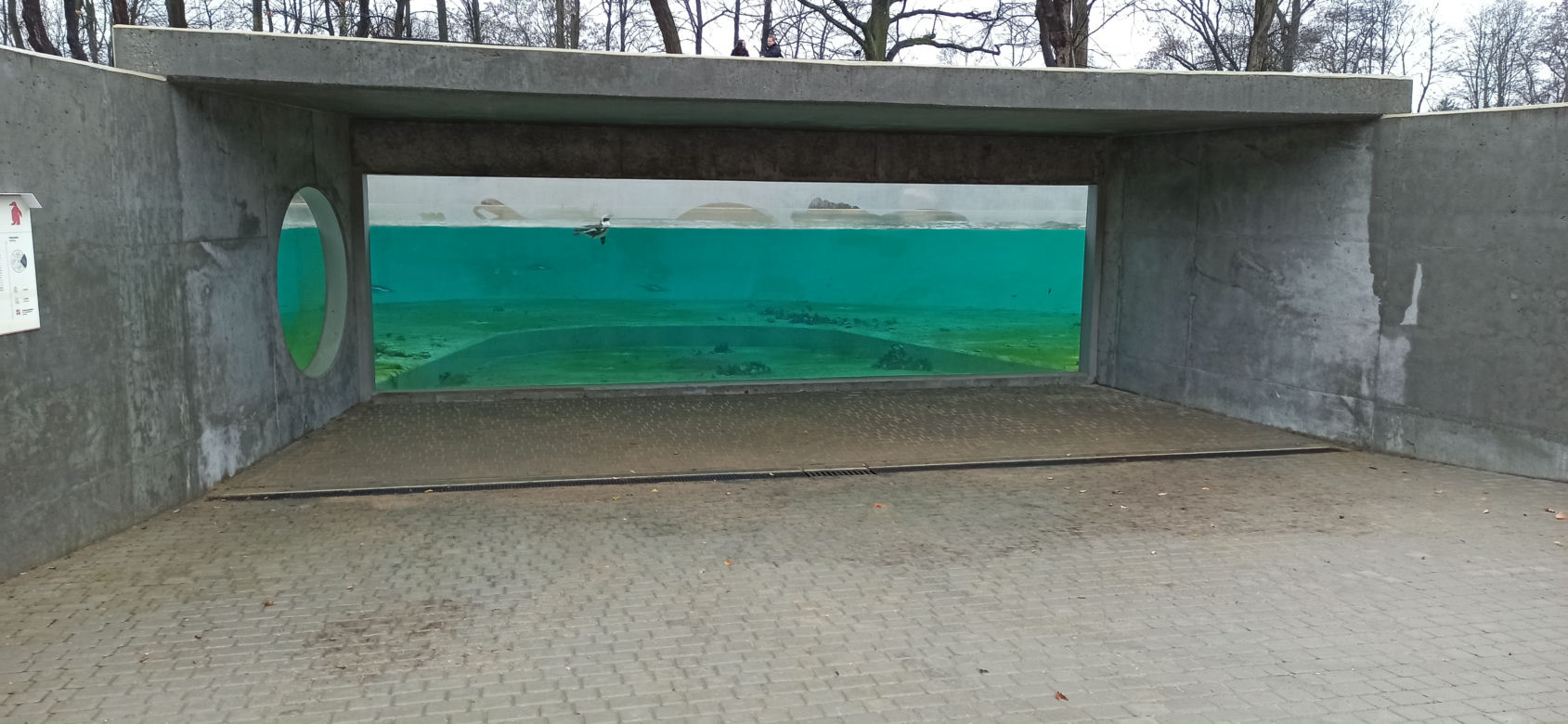 Pingwiny wróciły do łódzkiego zoo!