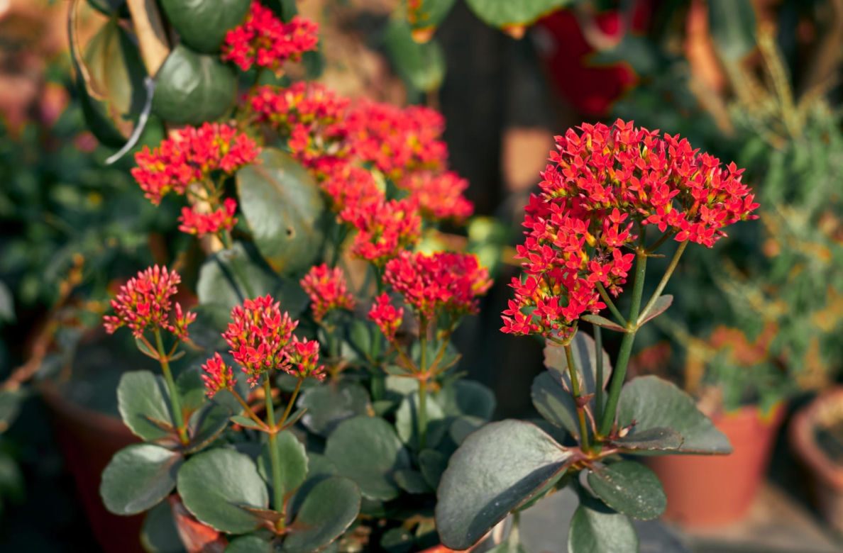 Kalanchoe