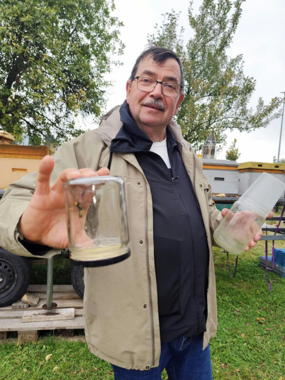 Szerszeń azjatycki już w Polsce! „Niszczy całe rodziny, całe ule”. Niepokojące odkrycie