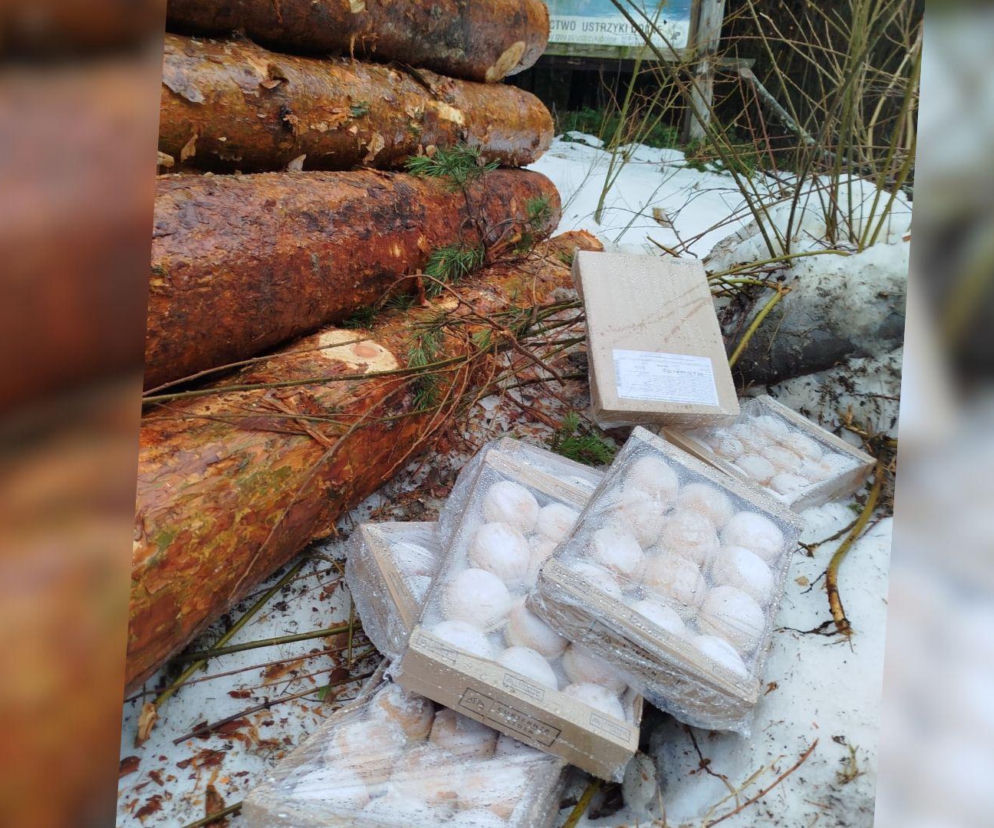 Wyjątkowy idiotyzm. Po Tłustym Czwartku ktoś wyrzucił pączki do lasu